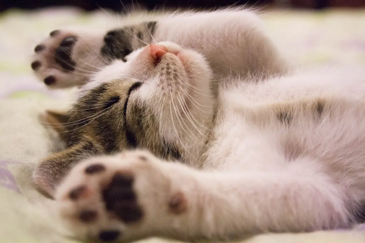 um gatinho bebé fofinho, deitado com as patinhas para cima