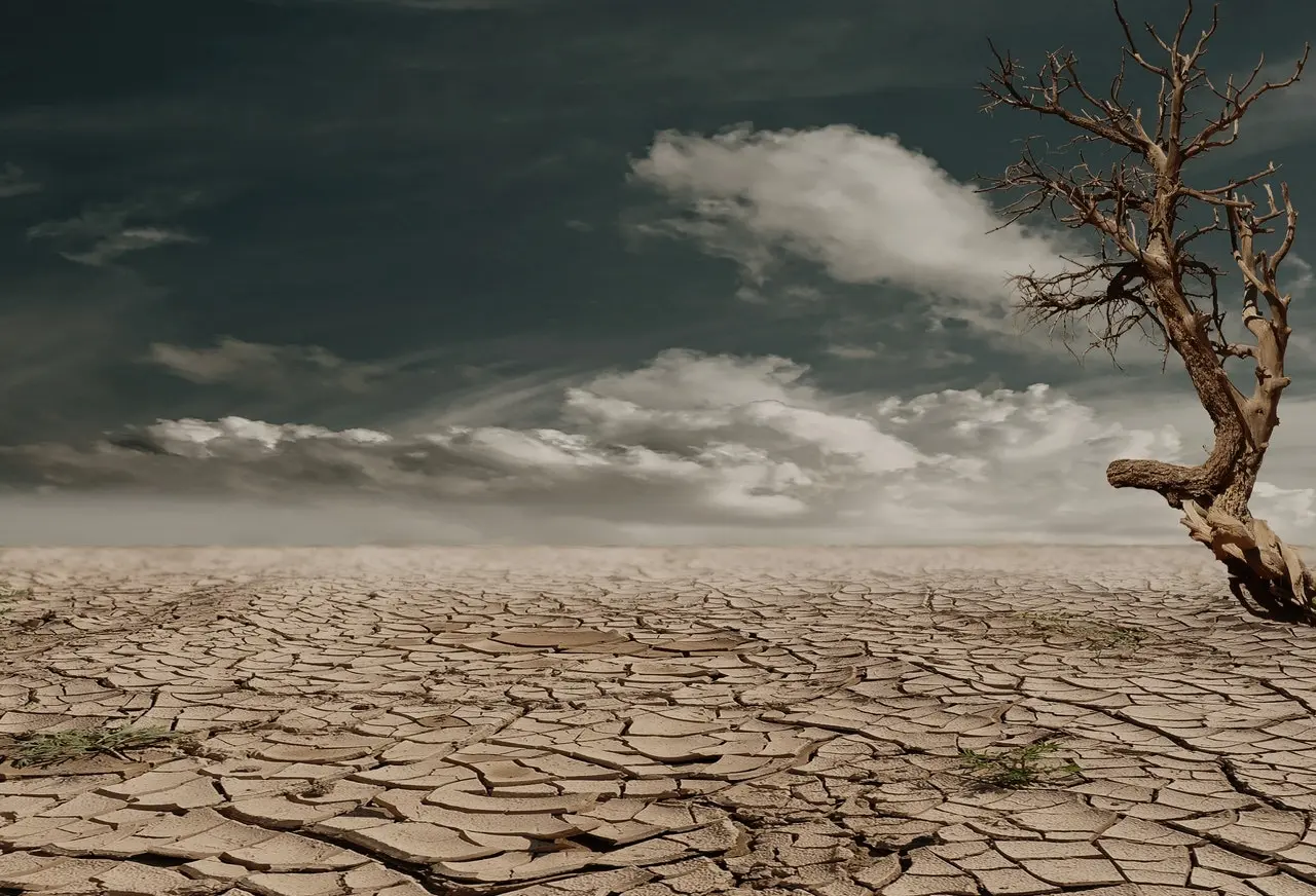 dry land with one leafless tree and dry soil