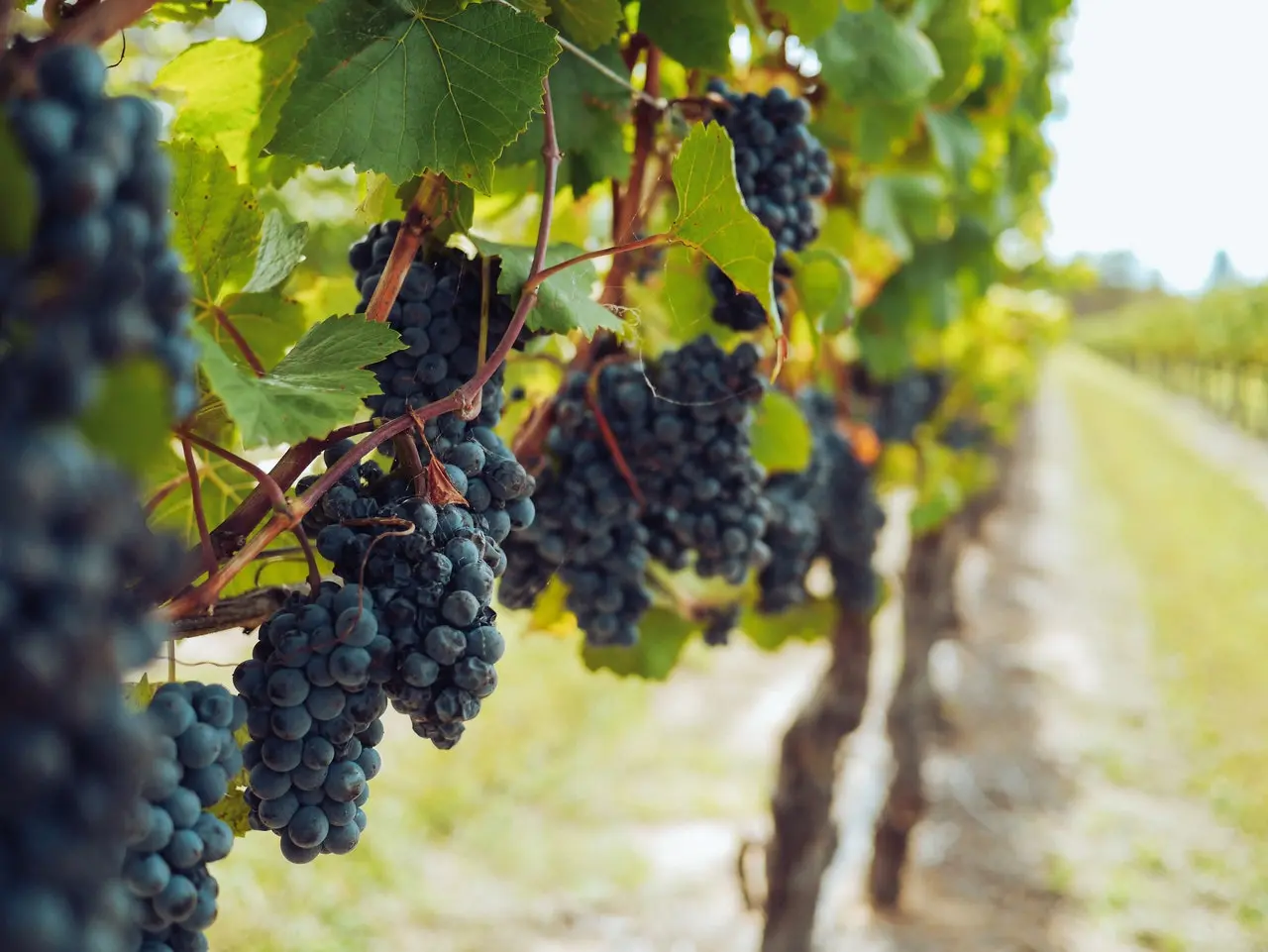 in a vineyard many bunch of grapes in with many grapes in it