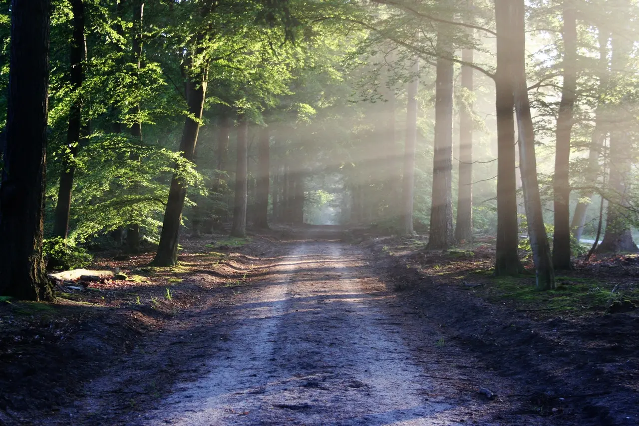 natureza com um caminho